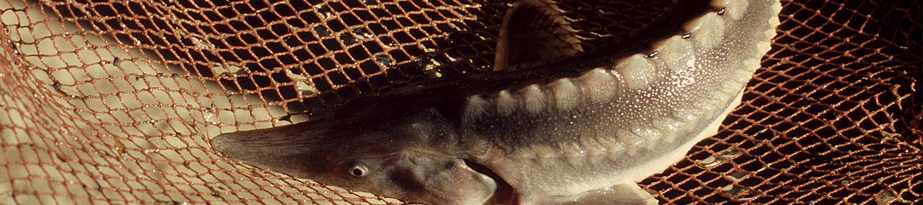 Sturgeon Acipenser sturio Palaeostomi Lake Georgia. Photo: Hartmut Jungius / WWF