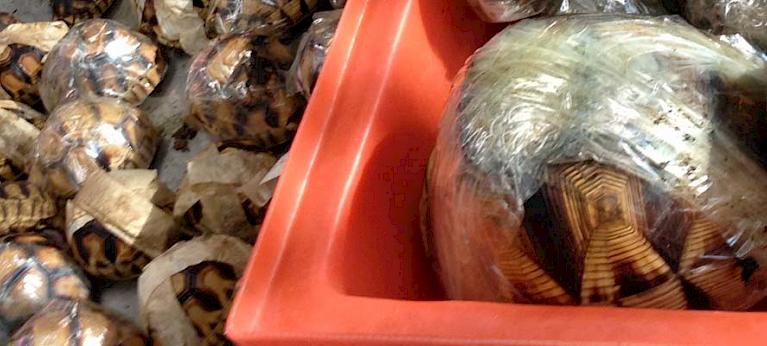 Largest seizure of Critically Endangered Ploughshare Tortoises made in ...